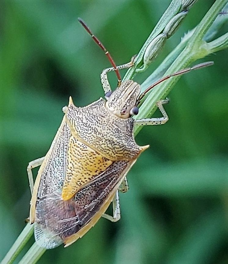 Rice Stink Bug At South Tract This is a picture of a Rice Stink Bug on the South Tract of the Patuxent Research Refuge near Fort Meade, Maryland. Geotagged,Oebalus pugnax,Rice Stink Bug,Summer,United States