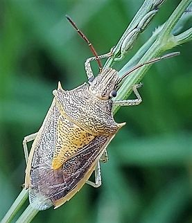 Rice Stink Bug At South Tract This is a picture of a Rice Stink Bug on the South Tract of the Patuxent Research Refuge near Fort Meade, Maryland. Geotagged,Oebalus pugnax,Rice Stink Bug,Summer,United States