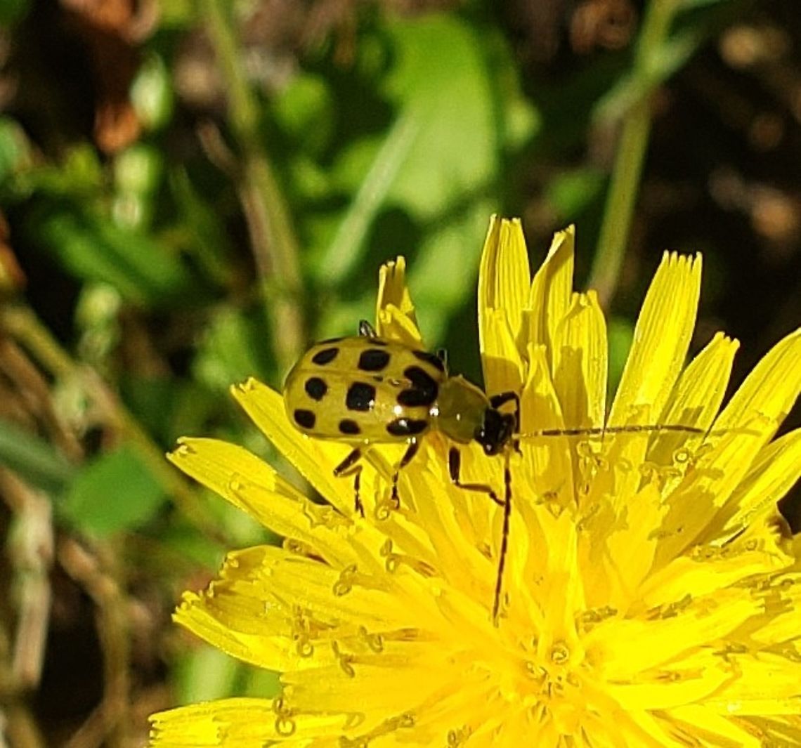 Spotted Cucumber Beetle At South Tract This is a picture of a Spotted Cucumber Beetle on the South Tract of the Patuxent Research Refuge near Fort Meade, Maryland. Diabrotica undecimpunctata,Geotagged,Spotted cucumber beetle,Summer,United States