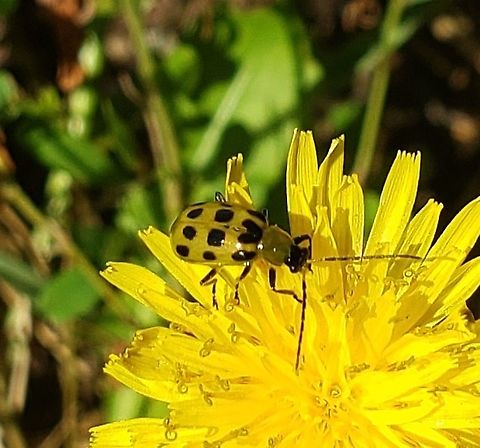 Spotted Cucumber Beetle At South Tract This is a picture of a Spotted Cucumber Beetle on the South Tract of the Patuxent Research Refuge near Fort Meade, Maryland. Diabrotica undecimpunctata,Geotagged,Spotted cucumber beetle,Summer,United States