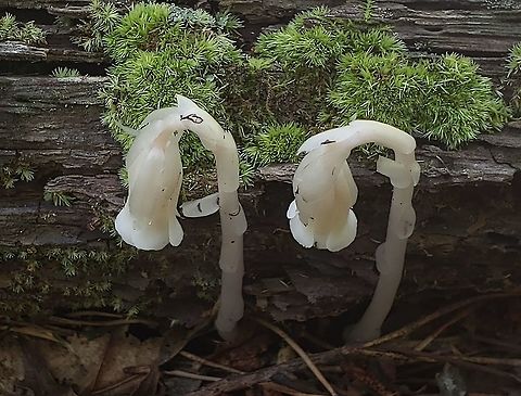 Indian Pipe At South Tract This is a picture of Indian Pipe on the South Tract of the Patuxent Research Refuge near Fort Meade, Maryland. Geotagged,Monotropa uniflora,Summer,United States