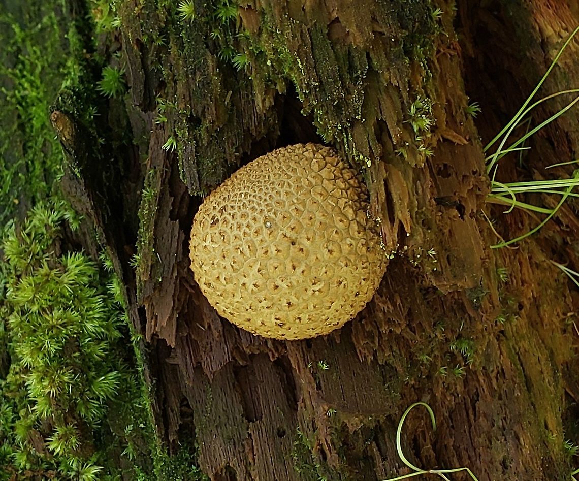 Common Earthball At South Tract This is a picture of a Common Earthball on the South Tract of the Patuxent Research Refuge near Laurel, Maryland. Common Earthball,Geotagged,Scleroderma citrinum,Summer,United States