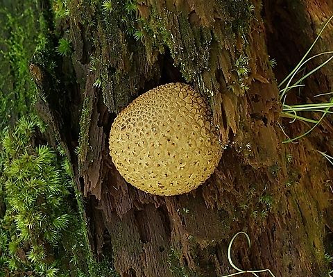 Common Earthball At South Tract This is a picture of a Common Earthball on the South Tract of the Patuxent Research Refuge near Laurel, Maryland. Common Earthball,Geotagged,Scleroderma citrinum,Summer,United States