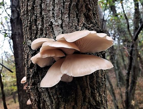 Oyster Mushrooms At North Tract This is a picture of oyster mushrooms on the North Tract of the Patuxent Research Refuge near Fort Meade, Maryland.  Fall,Geotagged,Oyster mushroom,Pleurotus ostreatus,United States