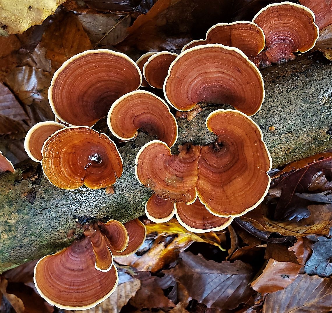 False Turkey Tail at North Tract This is a picture of False Turkey Tail on the North Tract of the Patuxent Research Refuge near Fort Meade, Maryland. Fall,False turkey-tail,Geotagged,Stereum ostrea,United States