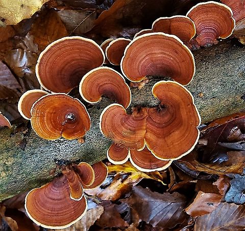 False Turkey Tail at North Tract This is a picture of False Turkey Tail on the North Tract of the Patuxent Research Refuge near Fort Meade, Maryland. Fall,False turkey-tail,Geotagged,Stereum ostrea,United States