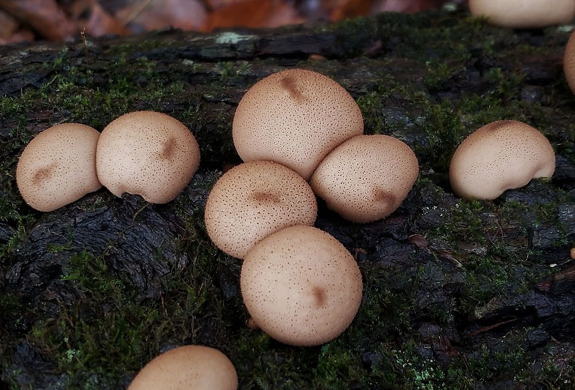 Pear Shaped Puffballs At North Tract This is a picture of Pear Shaped Puffballs on the North Tract of the Patuxent Research Refuge near Fort Meade, Maryland. Apioperdon,Apioperdon pyriforme,Fall,Geotagged,United States