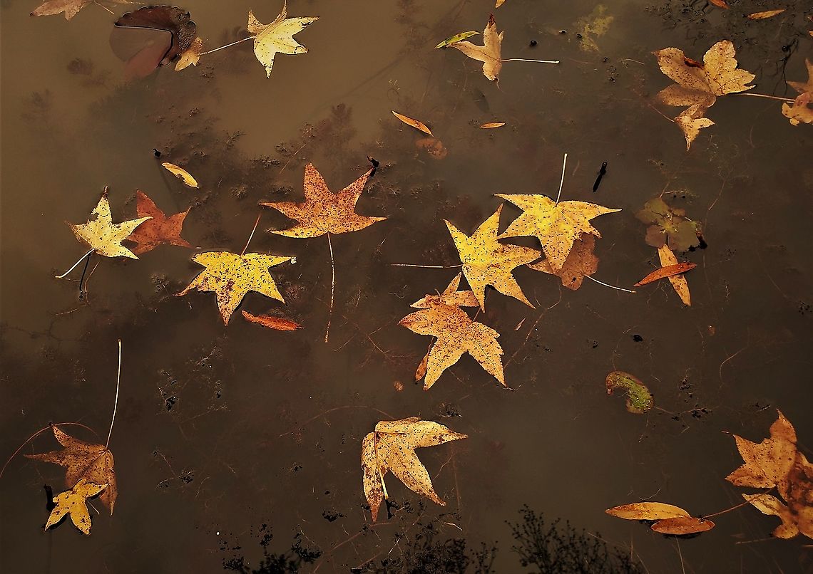 American Sweetgum Leaves This is a picture of American Sweetgum Leaves floating in Rieve&#039;s Pond on the North Tract of the Patuxent Research Refuge near Fort Meade, Maryland. American Sweetgum Tree,Fall,Geotagged,Liquidambar styraciflua,United States