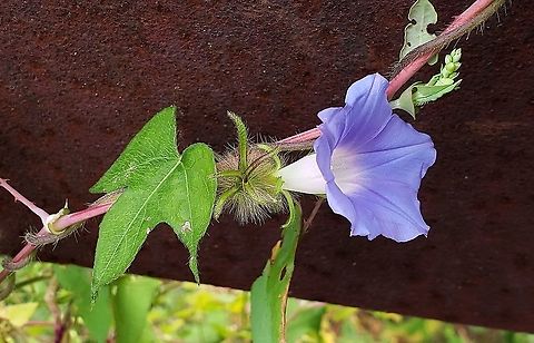 Ivy-leaved Morning Glory At South Tract This is a picture of Ipomoea hederacea on the South Tract of the Patuxent Research Refuge near Laurel, Maryland. Geotagged,Ipomoea hederacea,Ivy-leaved morning glory,Summer,United States
