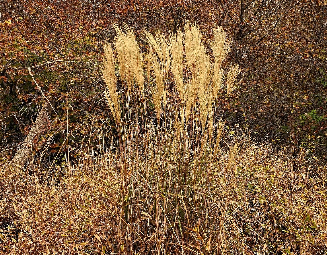 Chinese Silvergrass At North Tract This is a picture of Chinese Silvergrass on the North Tract of the Patuxent Research Refuge near Fort Meade, Maryland. Fall,Geotagged,Miscanthus sinensis,United States