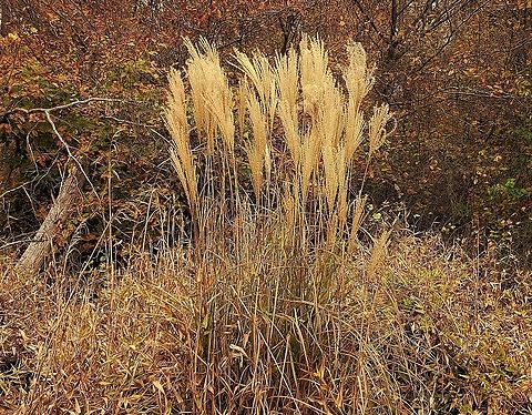 Chinese Silvergrass At North Tract This is a picture of Chinese Silvergrass on the North Tract of the Patuxent Research Refuge near Fort Meade, Maryland. Fall,Geotagged,Miscanthus sinensis,United States