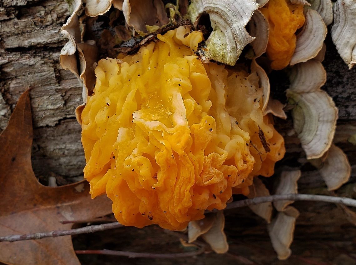 Naematelia aurantia This is a picture of Naematelia aurantia at the Smithsonian Environmental Research Center in Edgewater, Maryland. Geotagged,Golden ear,Naematelia aurantia,Smithsonian Envronmental Research Center,Tremella aurantia,United States,Winter