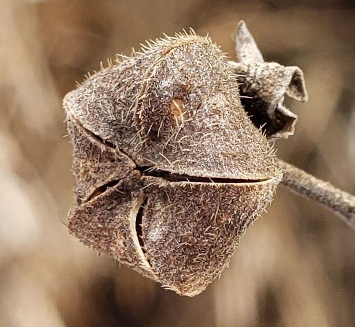 Virginia Saltmarsh Mallow At SERC This is a picture of the seed pod of a Kosteletzkya virginica at the Smithsonian Environmental Research Center (SERC) in Edgewater, Maryland. Geotagged,Kosteletzkya virginica,SERC,Seashore mallow,Smithsonian Environmental Research Center,United States,Winter