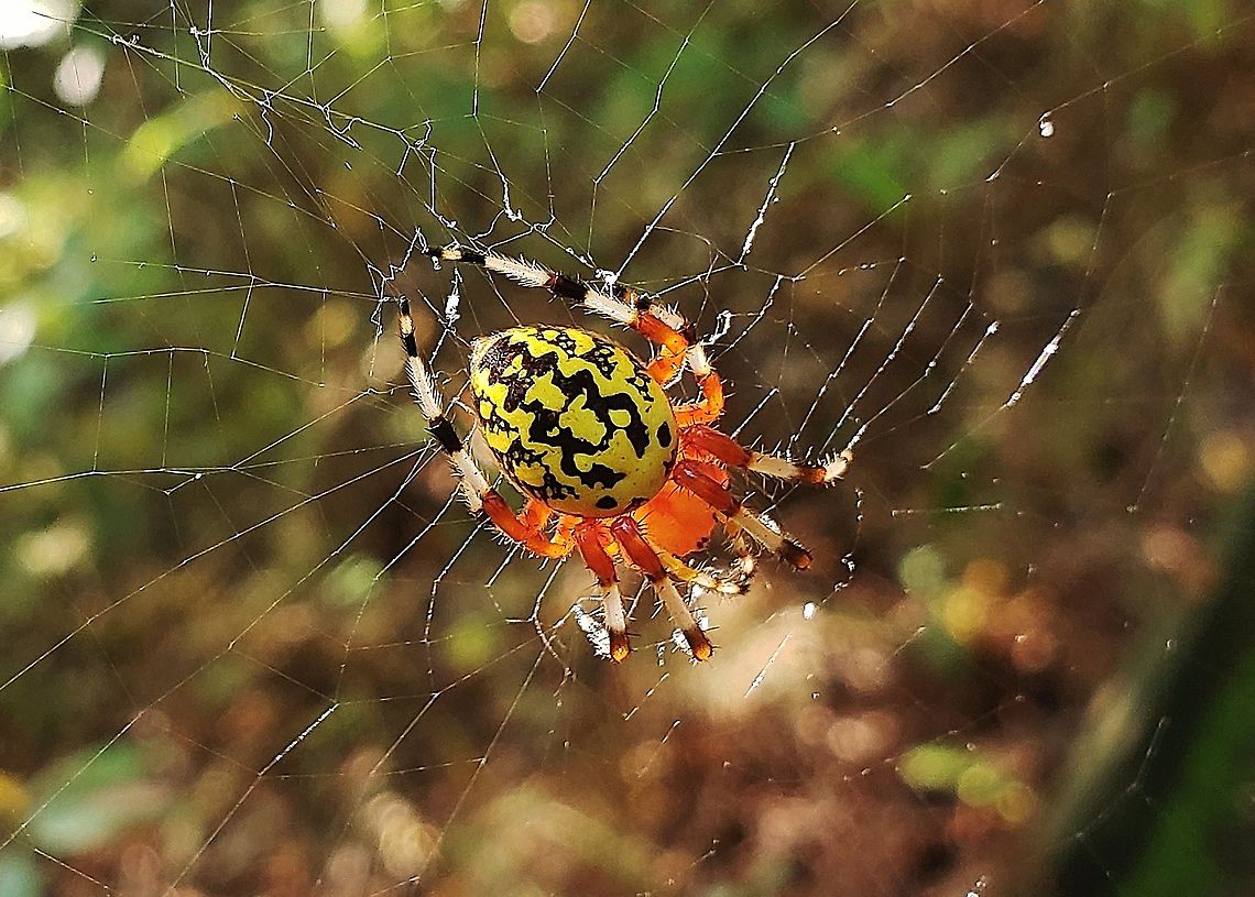 Marbled Orbweaver At SERC This is a picture of a Marbled Orbweaver at the Smithsonian Environmental Research Center (SERC) in Edgewater, Maryland. Araneus marmoreus,Geotagged,Marbled orb-weaver,Smithsonian Envronmental Research Center,Summer,United States