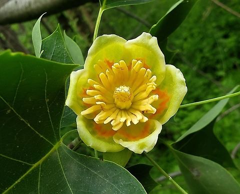 American Tulip Tree At Morgan Run This is a picture of an American Tulip Tree at the Morgan Run Natural Environmental Area in Carroll County, Maryland. American tulip tree,Geotagged,Liriodendron tulipifera,Spring,United States
