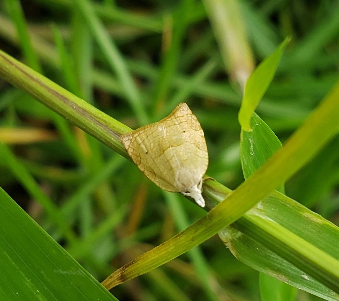 Batman Moth At Morgan Run This is a picture of a Batman Moth at the Morgan Run Environmental Natural Area in Carroll County, Maryland. Batman Moth,Coelostathma discopunctana,Geotagged,Spring,United States