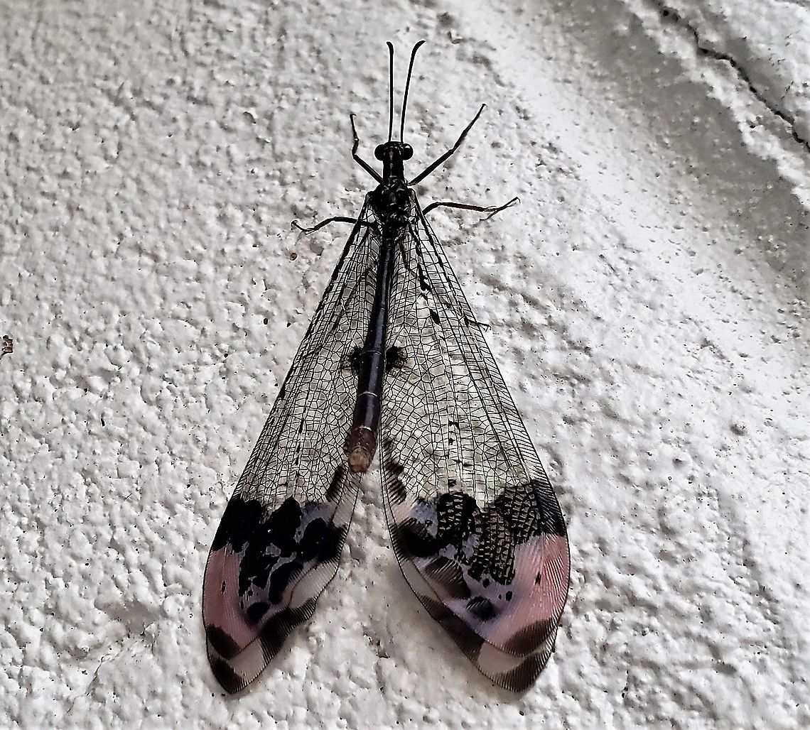 Glenurus gratus This is a picture of a Glenurus gratus on the grounds of Chesapeake High School in Pasadena, Maryland. Geotagged,Glenurus gratus,Summer,United States