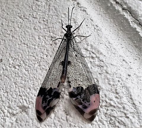 Picture-winged Antlion