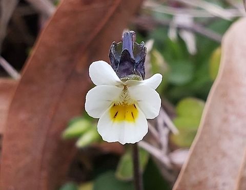 European Field Pansy This is a picture of a European Field Pansy on the grounds of Chesapeake Bay Middle School in Pasadena, Maryland. Field pansy,Geotagged,United States,Viola  arvensis,Winter
