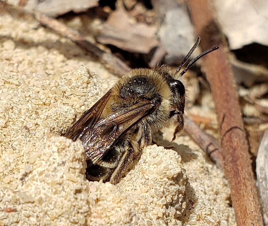 Blueberry Cellophane Bee This is a picture of a Blueberry Cellophane Bee at Beachwood Park in Pasadena, Maryland. Colletes validus,Geotagged,Spring,United States