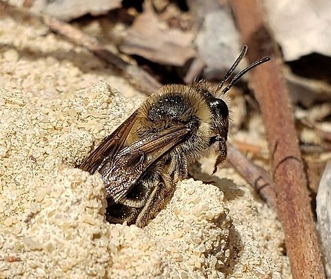 Blueberry Cellophane Bee This is a picture of a Blueberry Cellophane Bee at Beachwood Park in Pasadena, Maryland. Colletes validus,Geotagged,Spring,United States