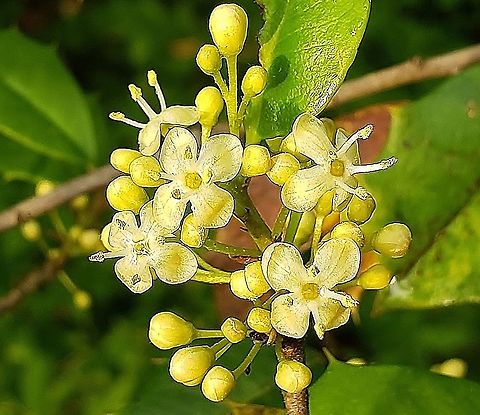 American Holly At South Tract This is a picture of American Holly blooming on the South Tract of the Patuxent Research Refuge near Laurel, Maryland. American Holly,Geotagged,Ilex opaca,Spring,United States