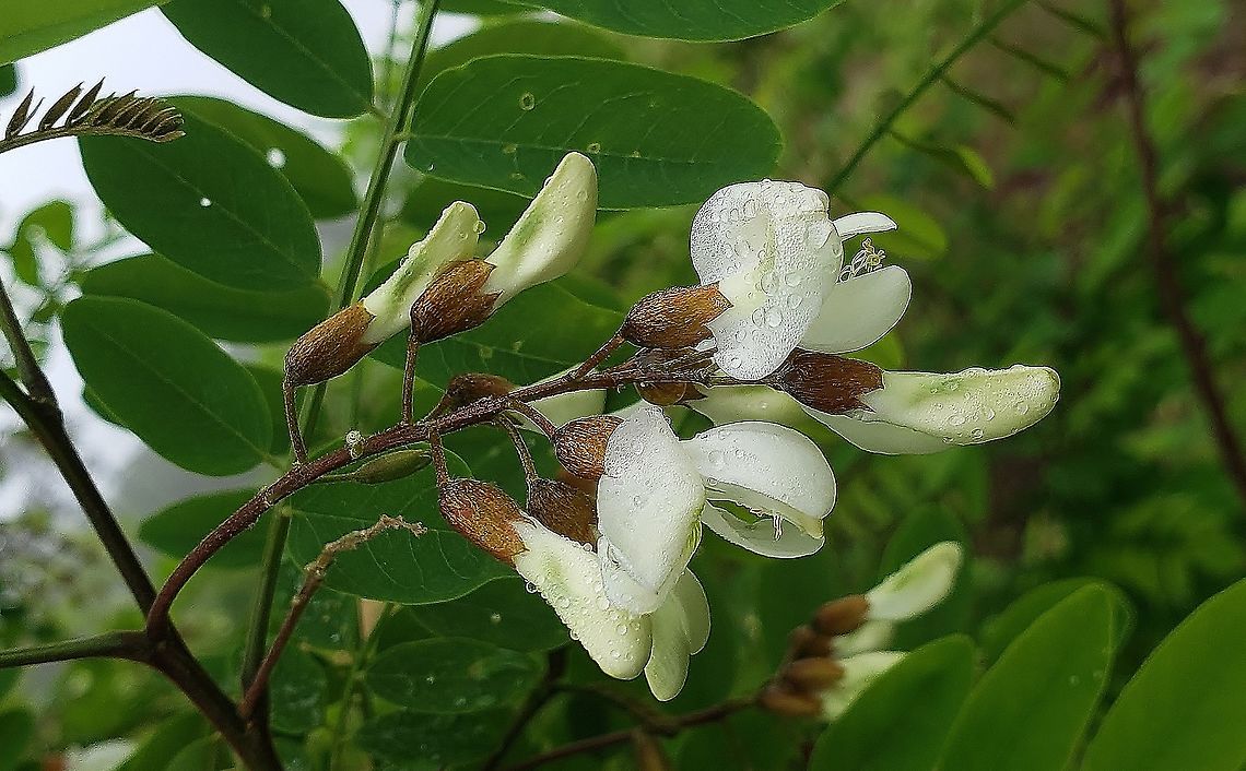 Black Locust At North Tract This is a picture of Black Locust on the North Tract of the Patuxent Research Refuge near Fort Meade, Maryland. Black locust,Geotagged,Robinia pseudoacacia,Spring,United States