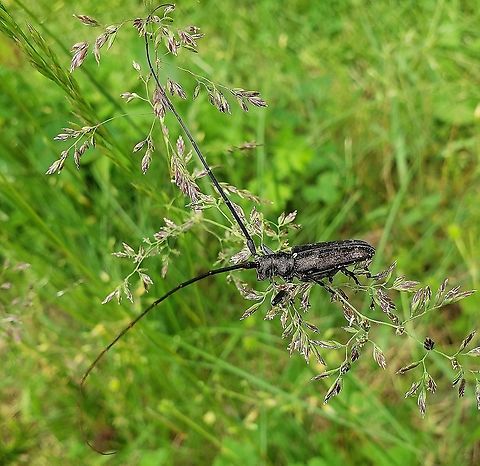 White-spotted sawyer This is a picture of a White-spotted sawyer on the North Tract of the Patuxent Research Refuge near Fort Meade, Maryland. Geotagged,Monochamus scutellatus,Spring,United States,White-spotted sawyer