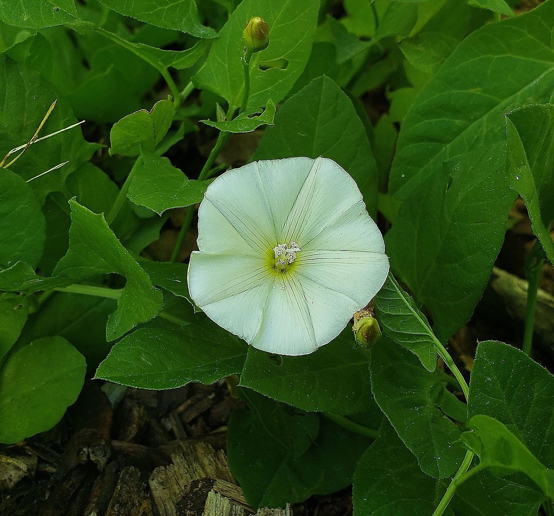 Field Bindweed This is a picture of Field Bindweed on the North Tract of the Patuxent Research Refuge near Fort Meade, Maryland. Convolvulus arvensis,Geotagged,Spring,United States