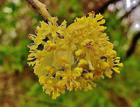 Sassafras Flowers This is a picture of Sassafras on the North Tract of the Patuxent Research Refuge near Fort Meade, Maryland. Geotagged,Sassafras albidum,Spring,United States,White sassafras