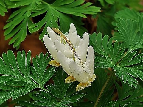Dutchman's Breeches This is a picture of Dutchman's Breeches on the North Tract of the Patuxent Research Refuge near Fort Meade, Maryland. Dicentra cucullaria,Dutchman's breeches,Geotagged,Spring,United States