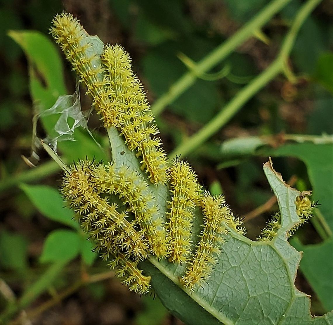 Io Moth Caterpillars This is a picture of Io Moth caterpillars at Sawmill Creek Park in Glen Burnie, Maryland. Automeris io,Geotagged,Io moth,Summer,United States