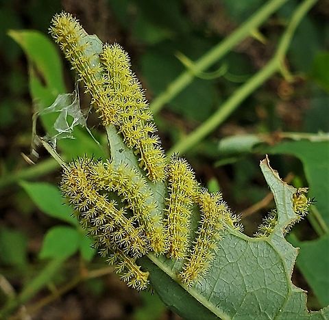 Io Moth Caterpillars This is a picture of Io Moth caterpillars at Sawmill Creek Park in Glen Burnie, Maryland. Automeris io,Geotagged,Io moth,Summer,United States