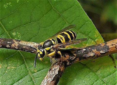 Eastern Yellow Jacket At Sawmill Creek This is a picture of an Eastern Yellow Jacket at Sawmill Creek Park in Glen Burnie, Maryland. Eastern yellowjacket,Geotagged,Summer,United States,Vespula maculifrons