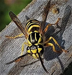 Southern Yellow Jacket This is a picture of a Southern Yellow Jacket at the Andover Equestrian Center in Linthicum, Maryland. Geotagged,Southern yellowjacket,Summer,United States,Vespula squamosa