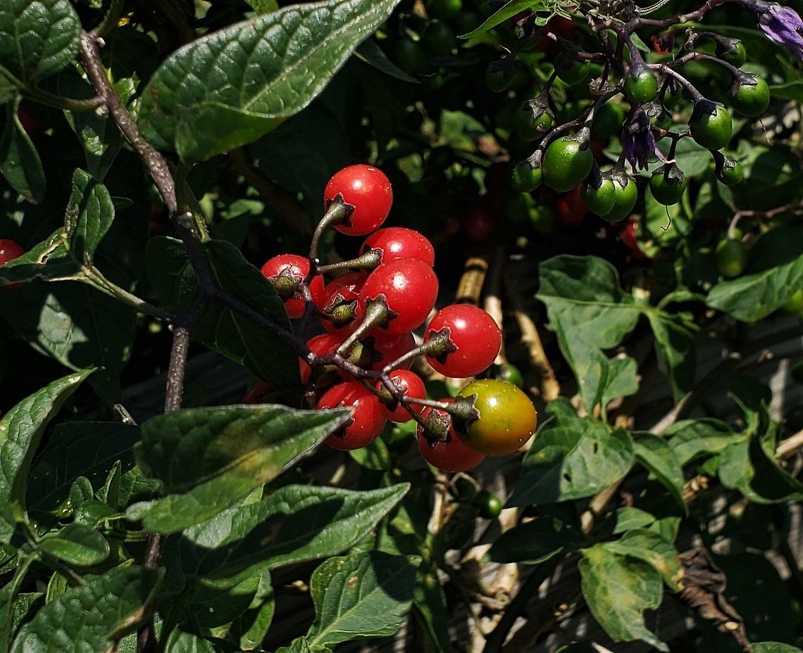 Bittersweet Nightshade This is a picture of Bittersweet Nightshade berries at the Andover Equestrian Center in Linthicum, Maryland. Bittersweet Nightshade,Geotagged,Solanum dulcamara,Summer,United States