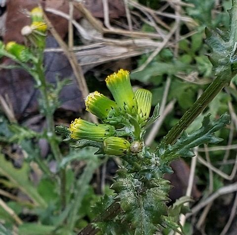 Common Groundsel This is a picture of Common Groundsel at Lindale Middle School in Linthicum, Maryland. Fall,Geotagged,Senecio vulgaris,United States