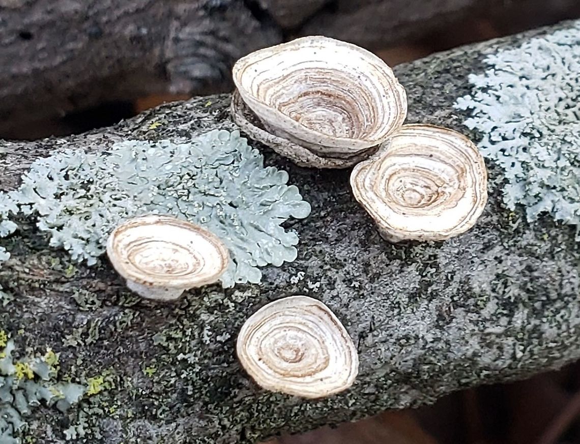 Little Nest Polypore This is a picture of Trametes conchifer along the BWI Trail in Linthicum, Maryland. Fall,Geotagged,Little nest polypore,Trametes conchifer,United States