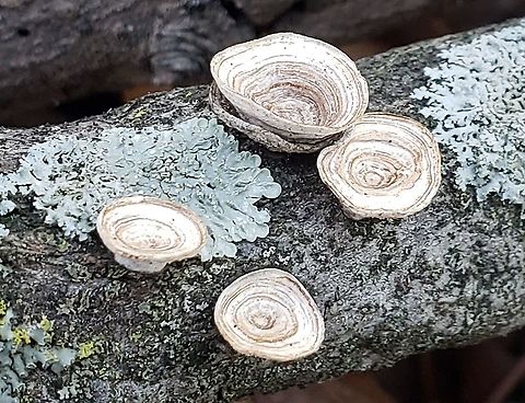 Little Nest Polypore This is a picture of Trametes conchifer along the BWI Trail in Linthicum, Maryland. Fall,Geotagged,Little nest polypore,Trametes conchifer,United States