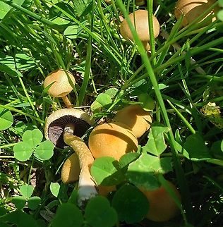 Lacrymaria lacrymabunda This is a picture of  Lacrymaria lacrymabunda at Leakin Park in Baltimore City, Maryland. Geotagged,Lacrymaria lacrymabunda,Spring,United States