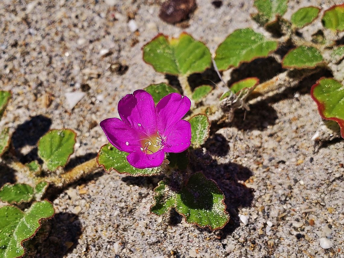 Burrowing Four-o’Clock This is a picture of a Okenia hypogaea at Jupiter Beach Park in Jupiter, Florida. Burrowing Four-o’Clock,Florida,Geotagged,Jupiter,Okenia hypogaea,Palm Beach County,Summer,United States