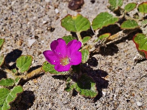 Burrowing Four-o’Clock This is a picture of a Okenia hypogaea at Jupiter Beach Park in Jupiter, Florida. Burrowing Four-o’Clock,Florida,Geotagged,Jupiter,Okenia hypogaea,Palm Beach County,Summer,United States
