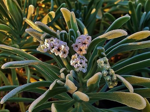 Sea Lavender This is a picture of Tournefortia gnaphalodes at Waveland Beach on Hutchinson Island in Saint Lucie County, Florida. Florida.,Geotagged,Hutchinson Island,Saint Lucie County,Sea Lavender,Tournefortia gnaphalodes,United States,Winter