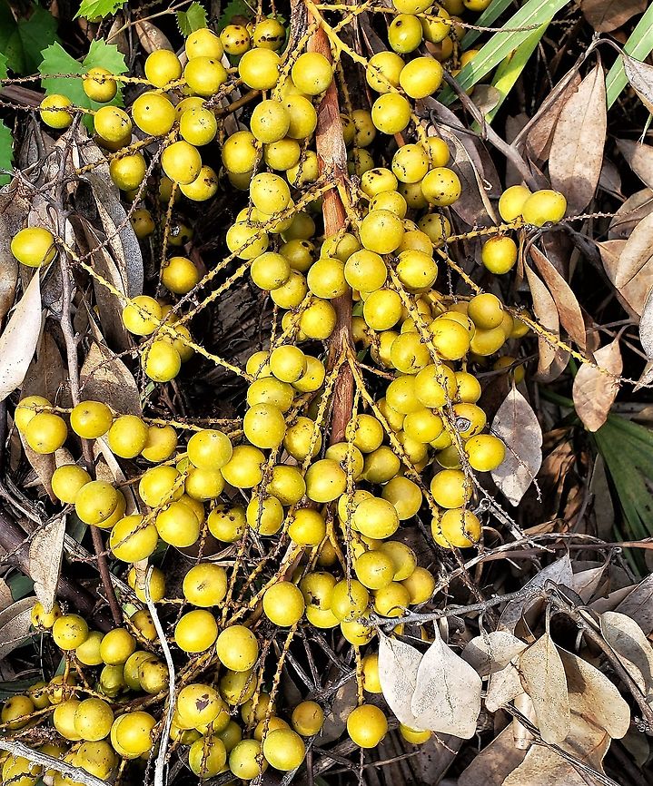 Saw Palmetto Berries This is a picture of Serenoa repens on Hutchinson Island in Saint Lucie County, Florida.  Geotagged,Saw palmetto,Serenoa repens,Summer,United States