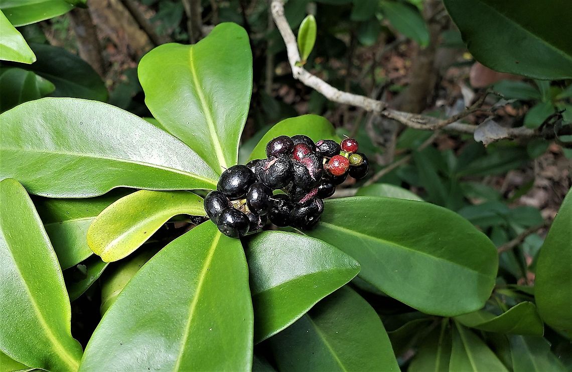 Marlberry This is a picture of Ardisia escallonioides at the Blowing Rocks Preserve on Jupiter Island in Martin County, Florida. Ardisia escallonioides,Geotagged,Island marlberry,Summer,United States