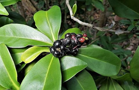 Marlberry This is a picture of Ardisia escallonioides at the Blowing Rocks Preserve on Jupiter Island in Martin County, Florida. Ardisia escallonioides,Geotagged,Island marlberry,Summer,United States