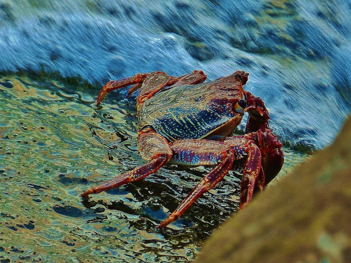 Sally Lightfoot Crab At Jetty Park This is a picture of a Grapsus grapsus at Jetty Park in Fort Pierce, Florida. Geotagged,Grapsus grapsus,Sally Lightfoot,United States,Winter