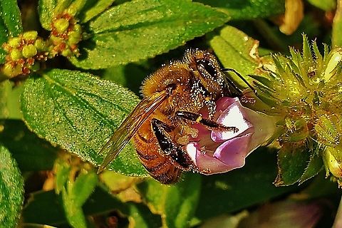 Western Honey Bee This is a picture of a Western Honey Bee on Hutchinson Island in Jensen Beach, Florida. Apis mellifera,Geotagged,United States,Western honey bee,Winter