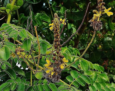 Knicker Nut This is a picture of Guilandina bonduc at Indian Riverside Park in Jensen Beach, Florida. Geotagged,Guilandina bonduc,United States,Winter