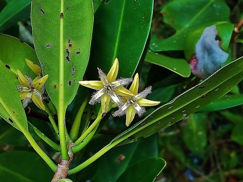 Red Mangrove This is a picture of Red Mangrove on Hutchinson Island in Jensen Beach, Florida. Geotagged,Red mangrove,Rhizophora mangle,United States,Winter